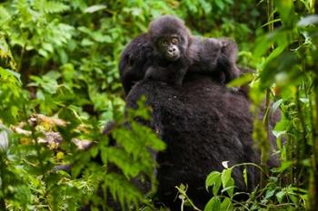 Gorilla carrying baby, Volcanoes National Park, Rwanda | Obraz na stenu