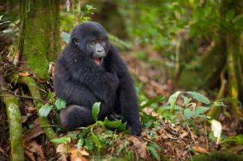 Mountain gorilla yawning, Volcanoes National Park, Rwanda | Obraz na stenu
