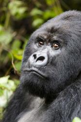 Silverback Mountain Gorilla, Volcanoes National Park, Rwanda | Obraz na stenu