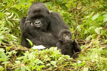 Rwanda, Volcanoes NP, Mountain Gorilla with baby | Obraz na stenu