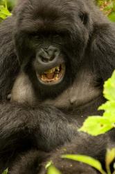 Mountain Gorilla, Volcanoes NP, Rwanda | Obraz na stenu