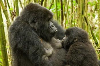 Rwanda, VP, Baby Mountain Gorilla Breast Feeding | Obraz na stenu