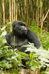Rwanda, Mountain Gorilla, Silverback | Obraz na stenu