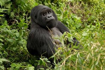 Mountain Gorilla, Volcanoes National Park, Rwanda | Obraz na stenu