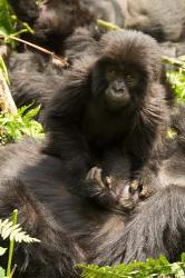 Baby Mountain Gorilla, Volcanoes National Park, Rwanda | Obraz na stenu