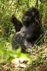 Gorilla holding a vine, Volcanoes National Park, Rwanda | Obraz na stenu