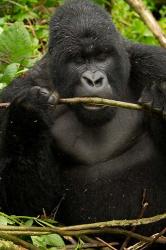 Gorilla chewing, Volcanoes National Park, Rwanda | Obraz na stenu