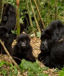 Group of Gorillas, Volcanoes National Park, Rwanda | Obraz na stenu