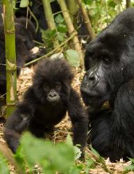 Adult and baby Gorilla, Volcanoes National Park, Rwanda | Obraz na stenu