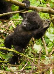 Rwanda, Volcanoes Park, Baby Mountain gorilla | Obraz na stenu