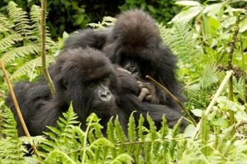 Pair of Gorillas, Volcanoes National Park, Rwanda | Obraz na stenu
