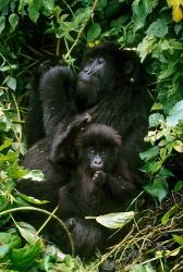 Mountain Gorillas, Parc N. Volcans, Rwanda | Obraz na stenu