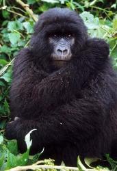 Mountain Gorilla preening, Group 11, Rwanda | Obraz na stenu