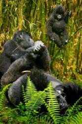 Rwanda, Silverback, Mountain Gorillas | Obraz na stenu