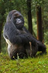 Mountain Gorilla, Rwanda | Obraz na stenu