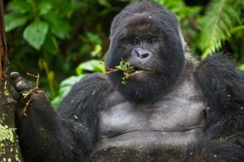 Mountain Gorilla Chewing Leaves, Rwanda | Obraz na stenu