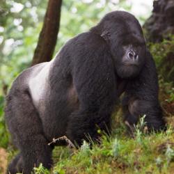 Rwanda, Mountain Gorilla, No 2 Silverback | Obraz na stenu