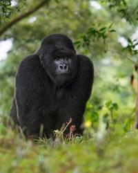 Rwanda, Kigoma, Mountain Gorilla, No 3 Silverback | Obraz na stenu