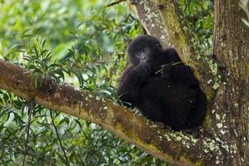 Rwanda, Mountain Gorilla forages, Buffalo Wall | Obraz na stenu