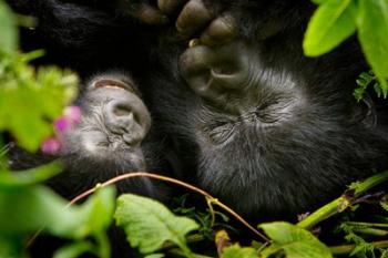 Rwanda, Mountain Gorilla, Volcanoes NP | Obraz na stenu