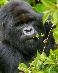 Rwanda, Silverback Mtn Gorilla, Volcanoes NP | Obraz na stenu