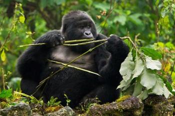 Rwanda, Blackback Mountain Gorilla, Buffalo Wall | Obraz na stenu