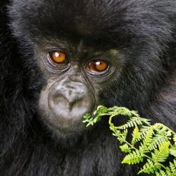 Rwanda, Volcanoes NP, Mountain Gorilla Staring | Obraz na stenu