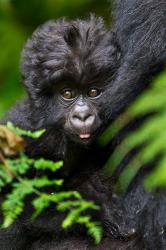 Umubano Group Of Mountain Gorillas, Volcanoes National Park, Rwanda | Obraz na stenu