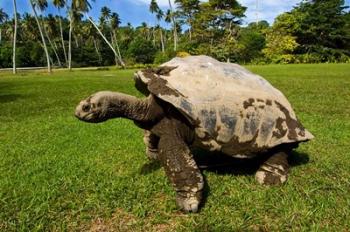 Giant Tortoise, Seychelles | Obraz na stenu