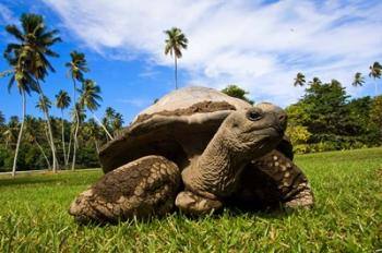 Close Up of Giant Tortoise, Seychelles | Obraz na stenu