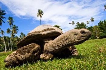 Giant Tortoise on Fregate Island, Seychelles | Obraz na stenu