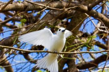 Fairy Turn bird in Trees, Fregate Island, Seychelles | Obraz na stenu