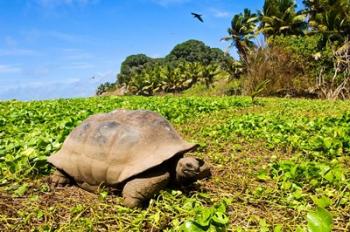 Giant Tortoise in a field, Seychelles | Obraz na stenu