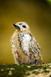 Baby Seagull on Fregate Island, Seychelles | Obraz na stenu