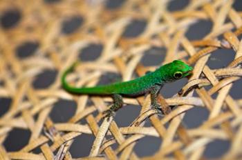 Gecko lizard, Seychelles | Obraz na stenu
