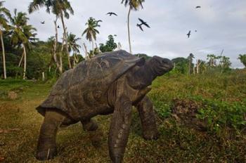 Giant Tortoise, Fregate Island, Seychelles | Obraz na stenu