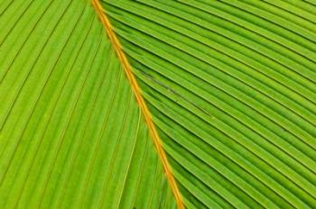 Flora, Palm Frond on Fregate Island, Seychelles | Obraz na stenu