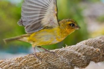 Wild Bird on Fregate Island, Seychelles, Africa | Obraz na stenu