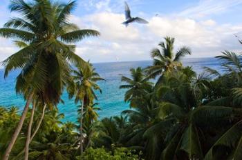 Palm Trees of Anse Victorin Beach, Seychelles, Africa | Obraz na stenu