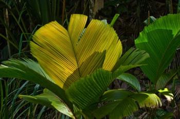 Palm Flora on Praslin Island, Seychelles | Obraz na stenu