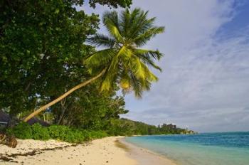 Leaning palm. Anse-Source D'Argent Beach, Seychelles, Africa | Obraz na stenu