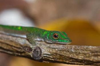 Gecko lizard, La Digue Island, Seychelles, Africa | Obraz na stenu