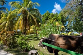 Seychelles, La Digue, ox-cart transport | Obraz na stenu