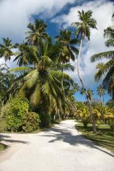 Seychelles, La Digue, Palm lined country path | Obraz na stenu
