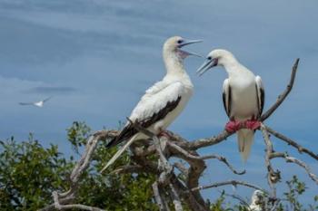 Pair of Red-Footed Boobies, Seychelles | Obraz na stenu