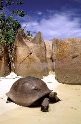 Aldabran Giant Tortoise, Curieuse Island, Seychelles, Africa | Obraz na stenu