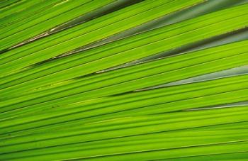 Young Cocode Merleaf, Vallee de Mai, Praslin Island, Seychelles, Africa | Obraz na stenu