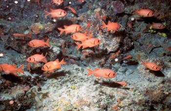 Squirrel Fish, Astove Island, Seychelles, Africa | Obraz na stenu