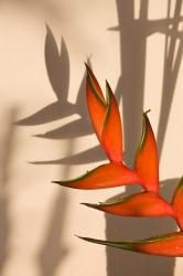 Seychelles, Mahe, Anse Royale, Heliconia flowers | Obraz na stenu