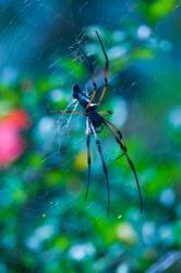 Seychelles, Praslin, Vallee de Mai NP, Palm Spider | Obraz na stenu